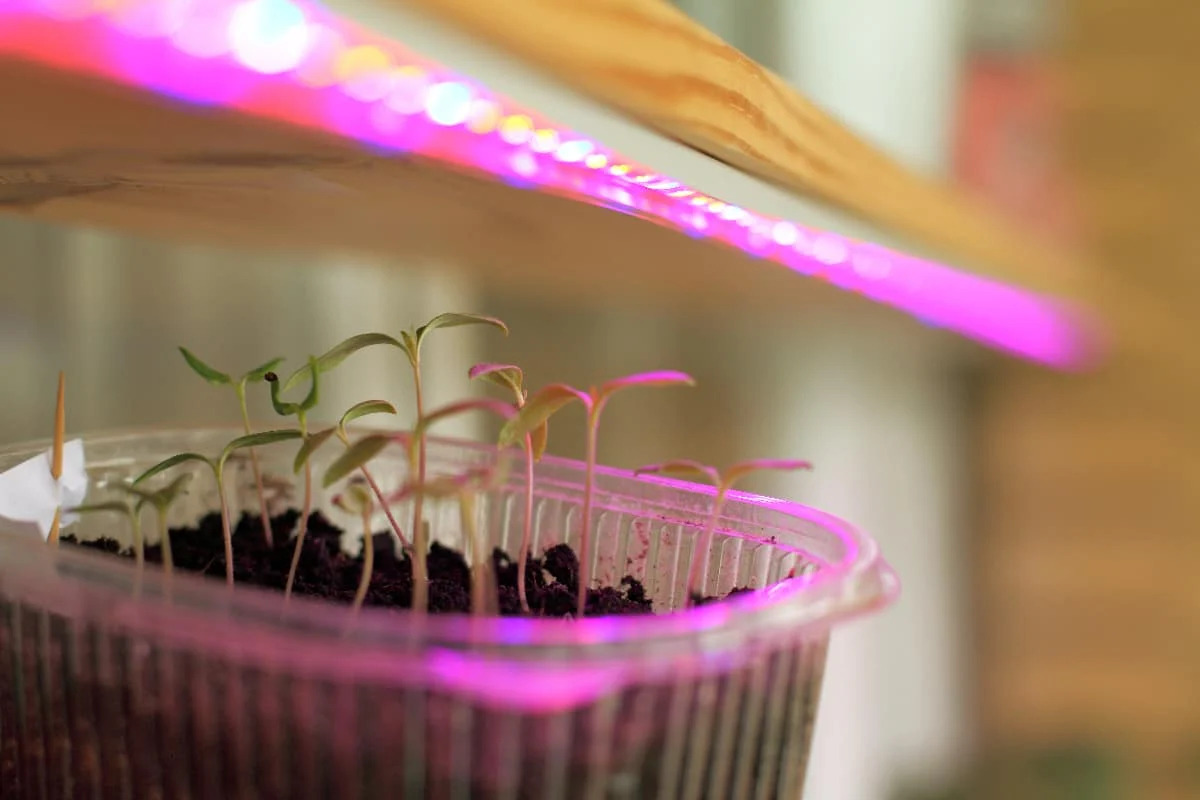 When To Put Seedlings Under Light