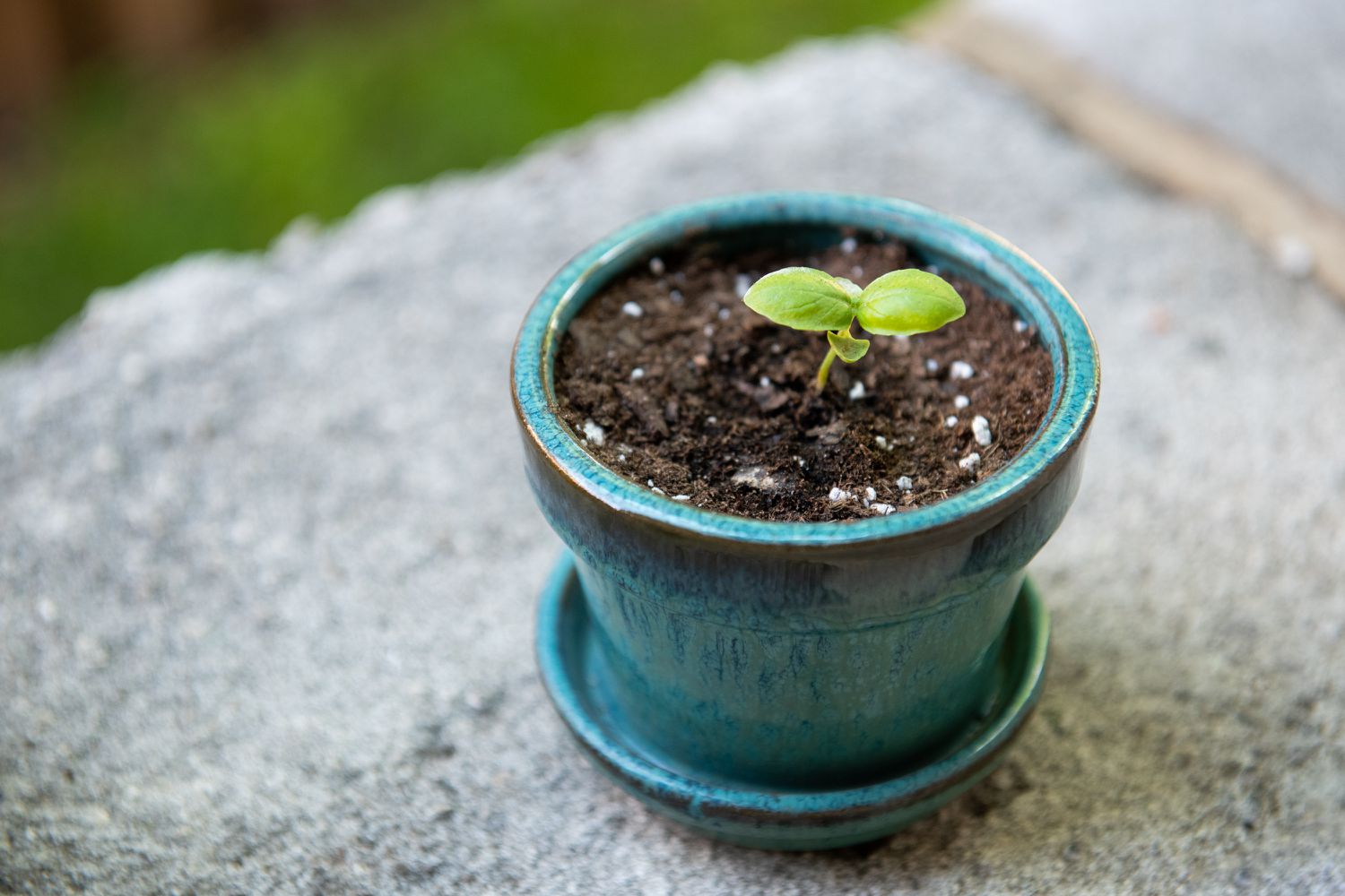 When To Replant Basil Seedlings