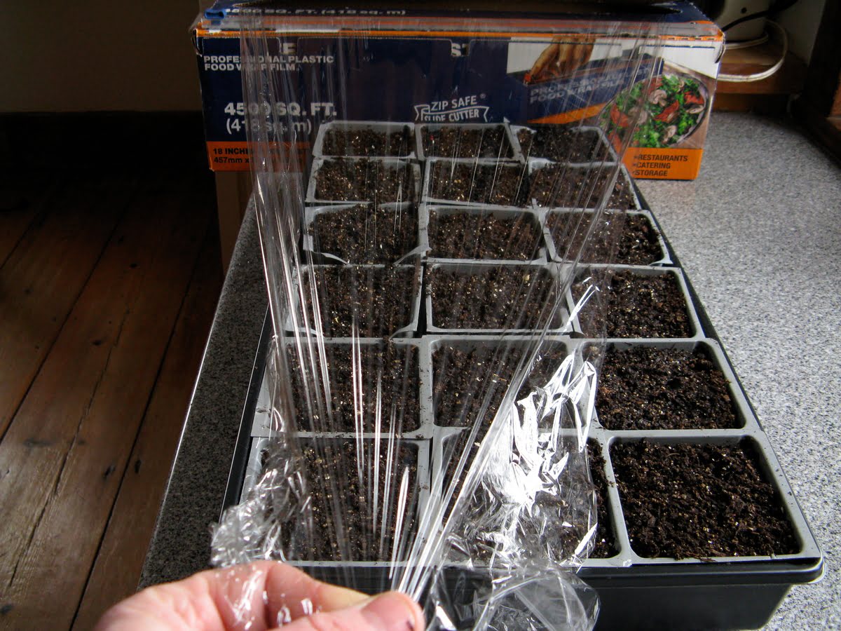 When To Take Plastic Cover Off Seedlings