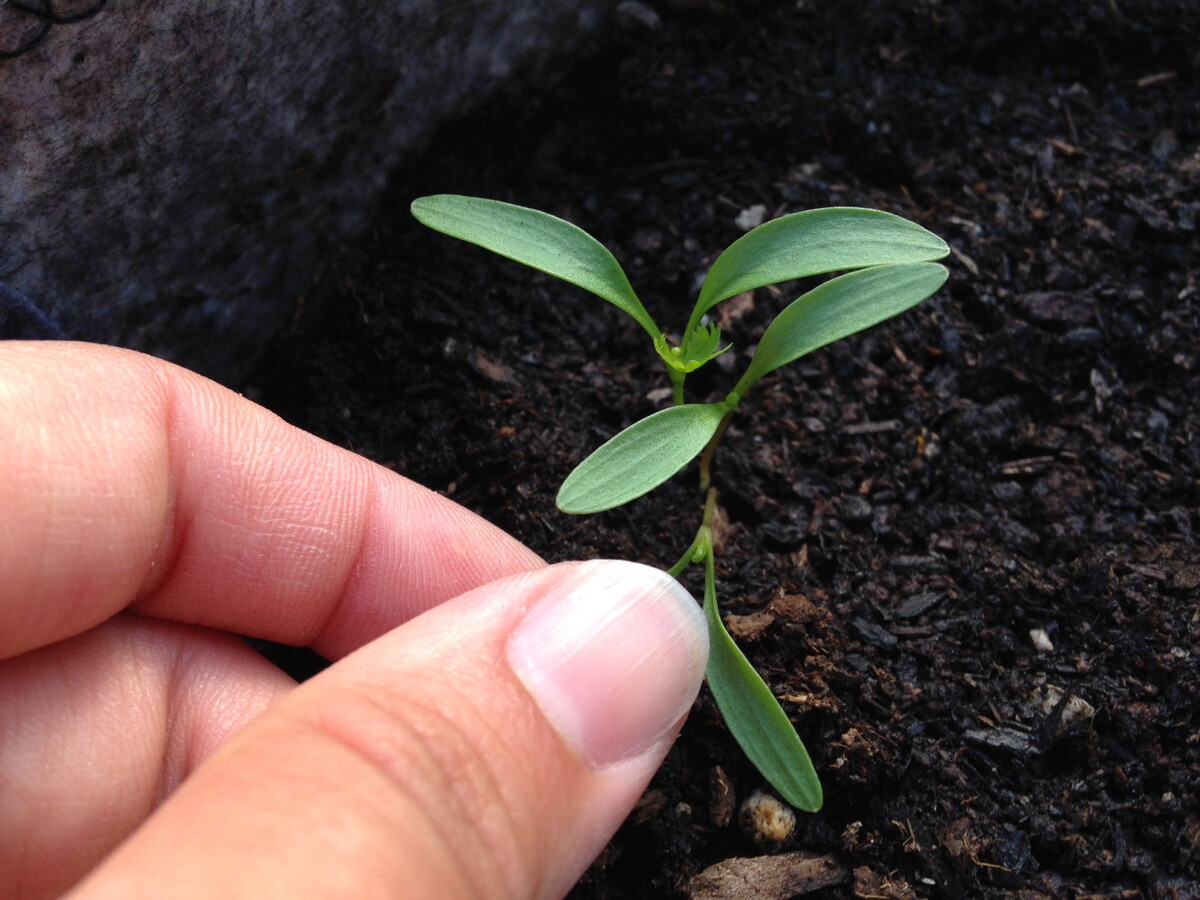 When To Thin Cilantro Seedlings