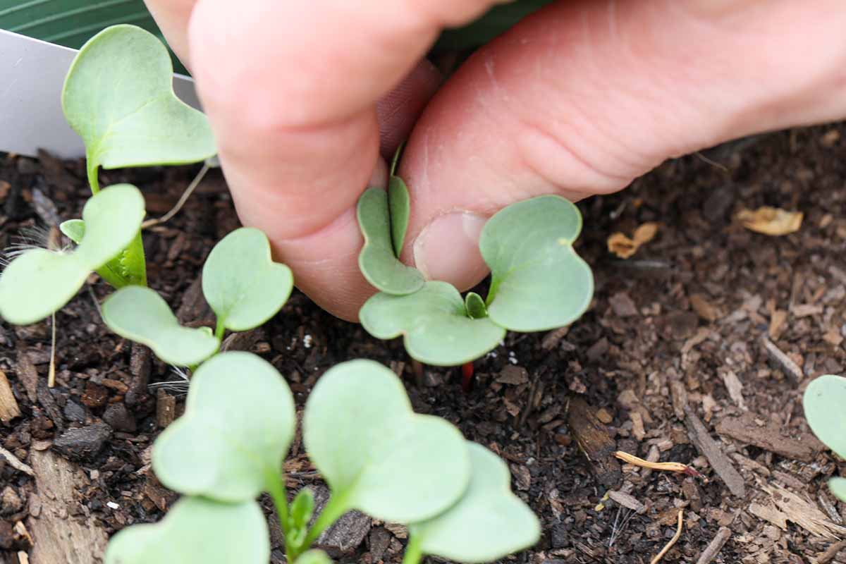 When To Thin Out Radish Seedlings