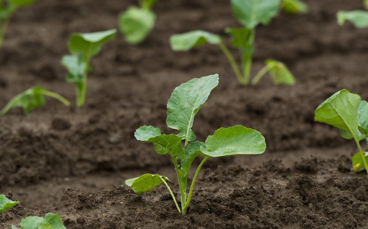 When To Transplant Broccoli Seedlings