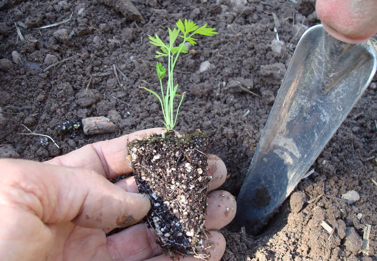 When To Transplant Carrot Seedlings