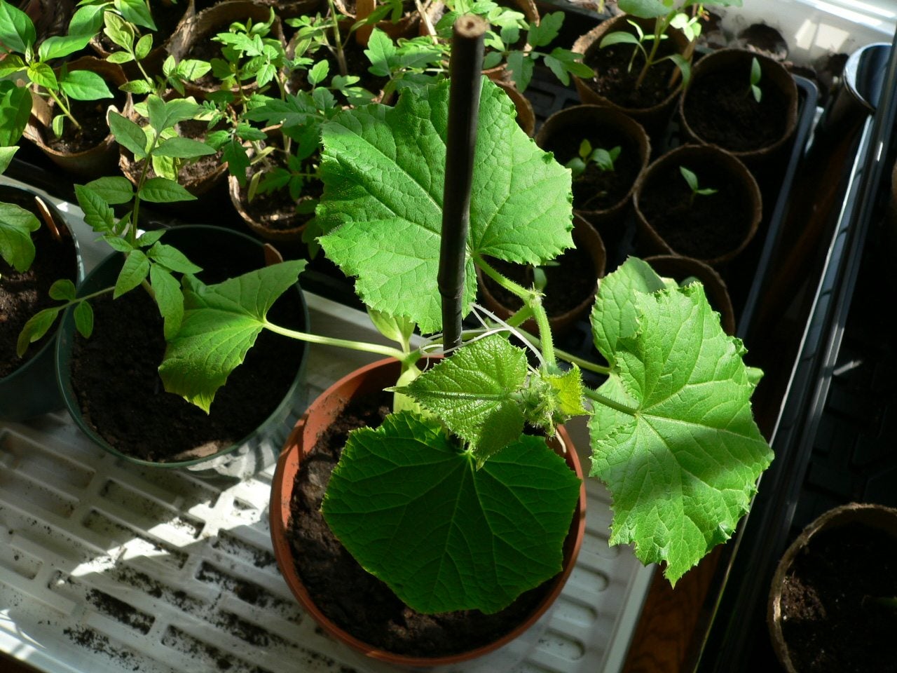 When To Transplant Cucumber Seedlings To Larger Pots
