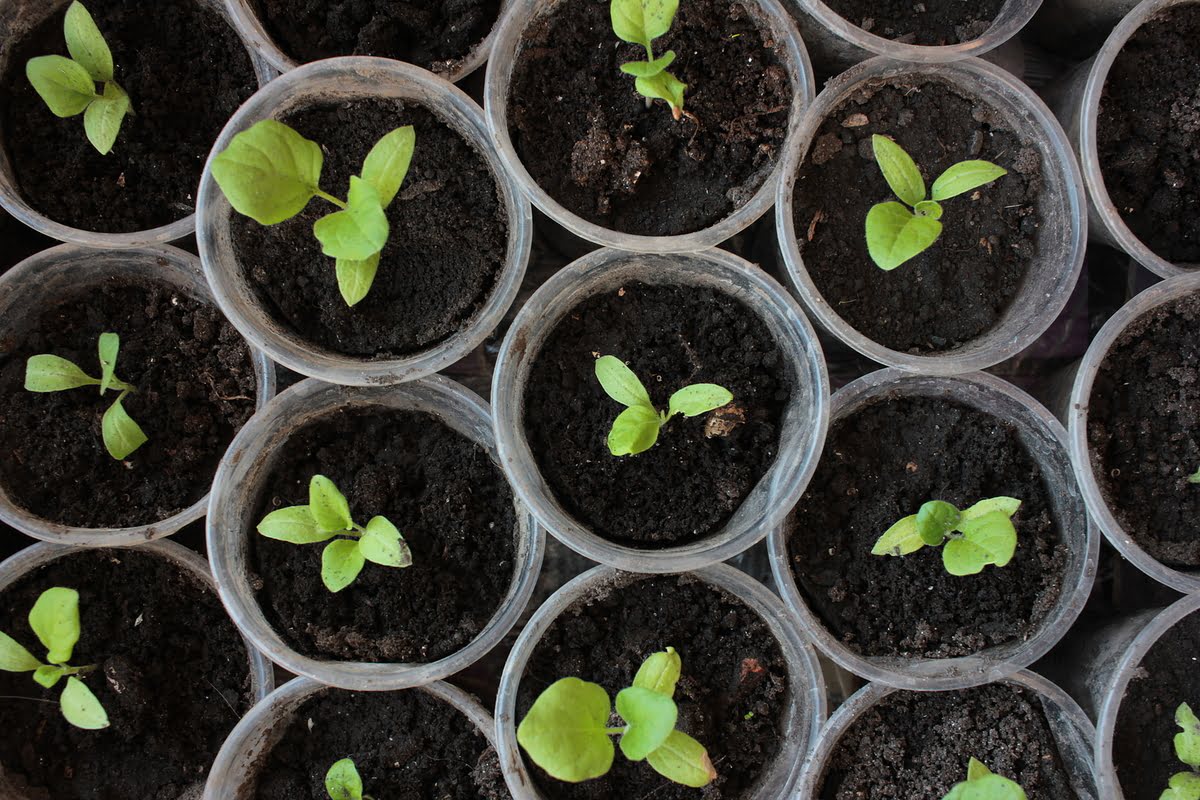 When To Transplant Eggplant Seedlings
