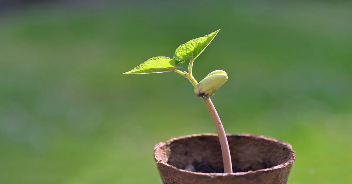 When To Transplant Green Bean Seedlings
