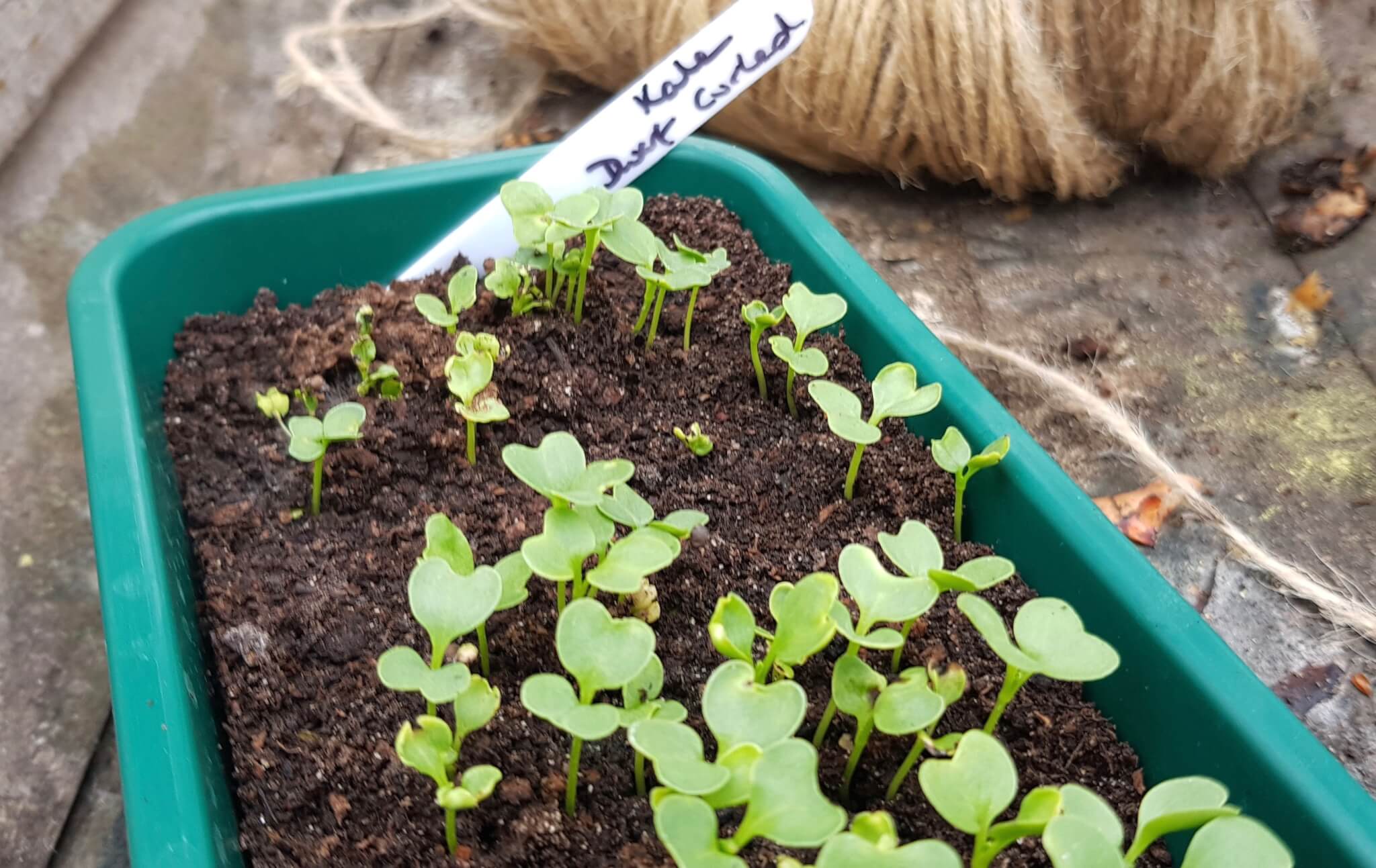 When To Transplant Kale Seedlings