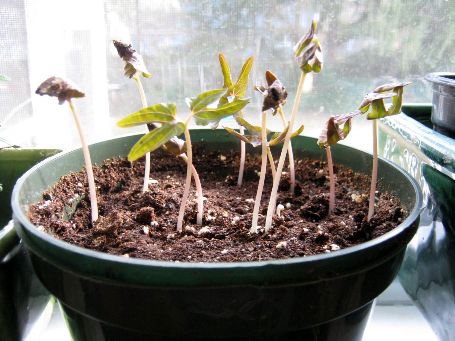 When To Transplant Morning Glory Seedlings