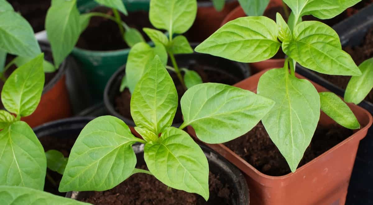 When To Transplant Pepper Seedlings To Bigger Pots