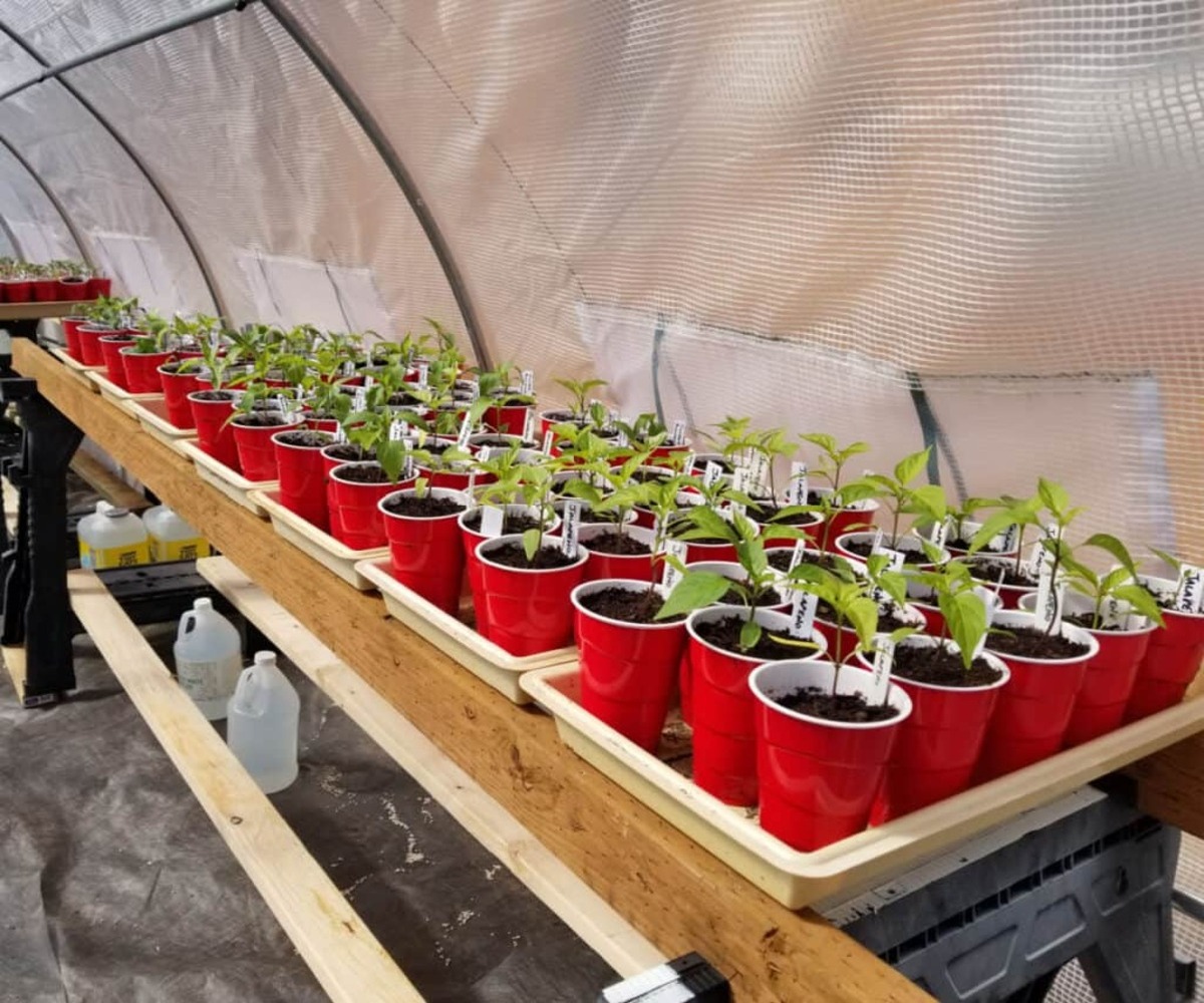 When To Transplant Seedlings From Solo Cup