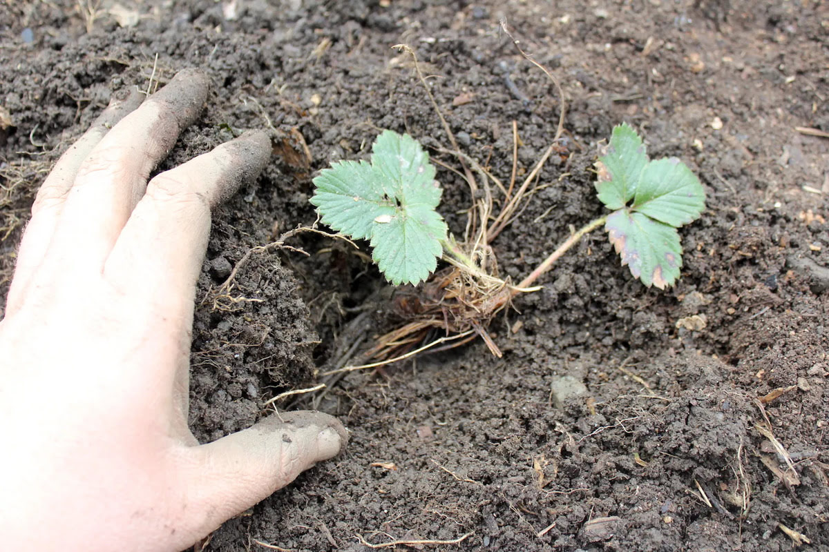 When To Transplant Strawberry Seedlings
