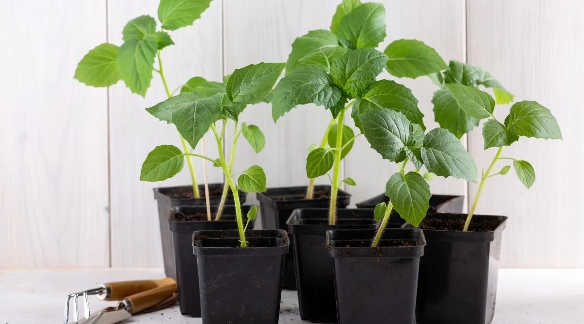 When To Transplant Tomatillo Seedlings