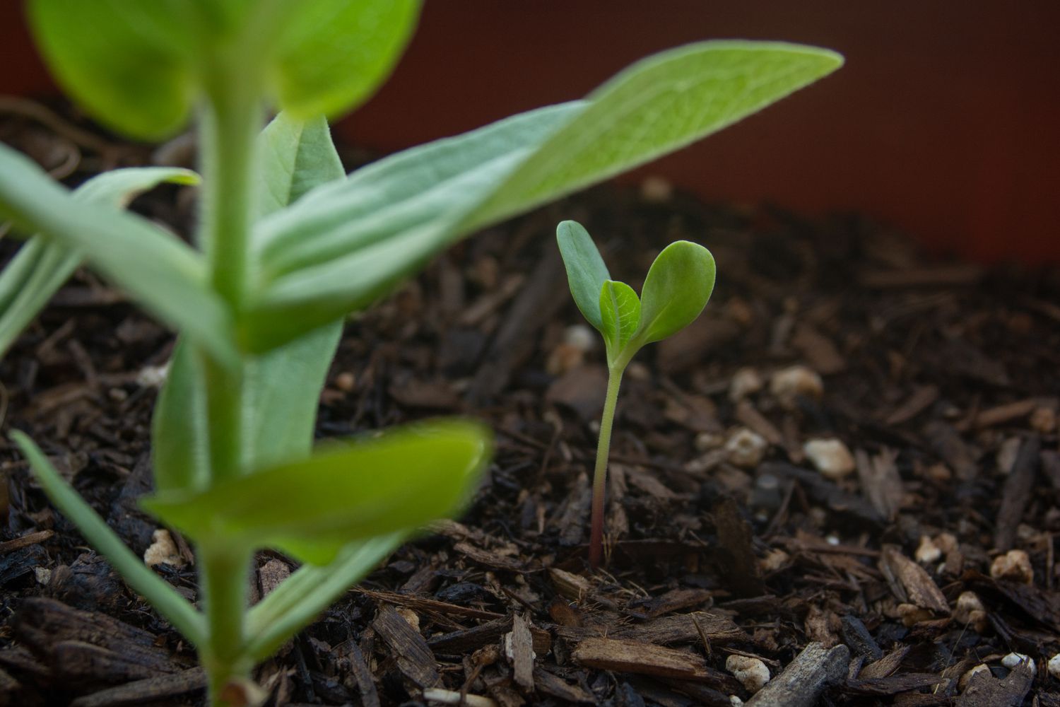 When To Transplant Zinnia Seedlings