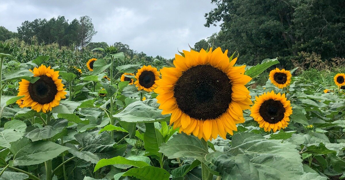 Where Can I Get Cheap Sunflowers