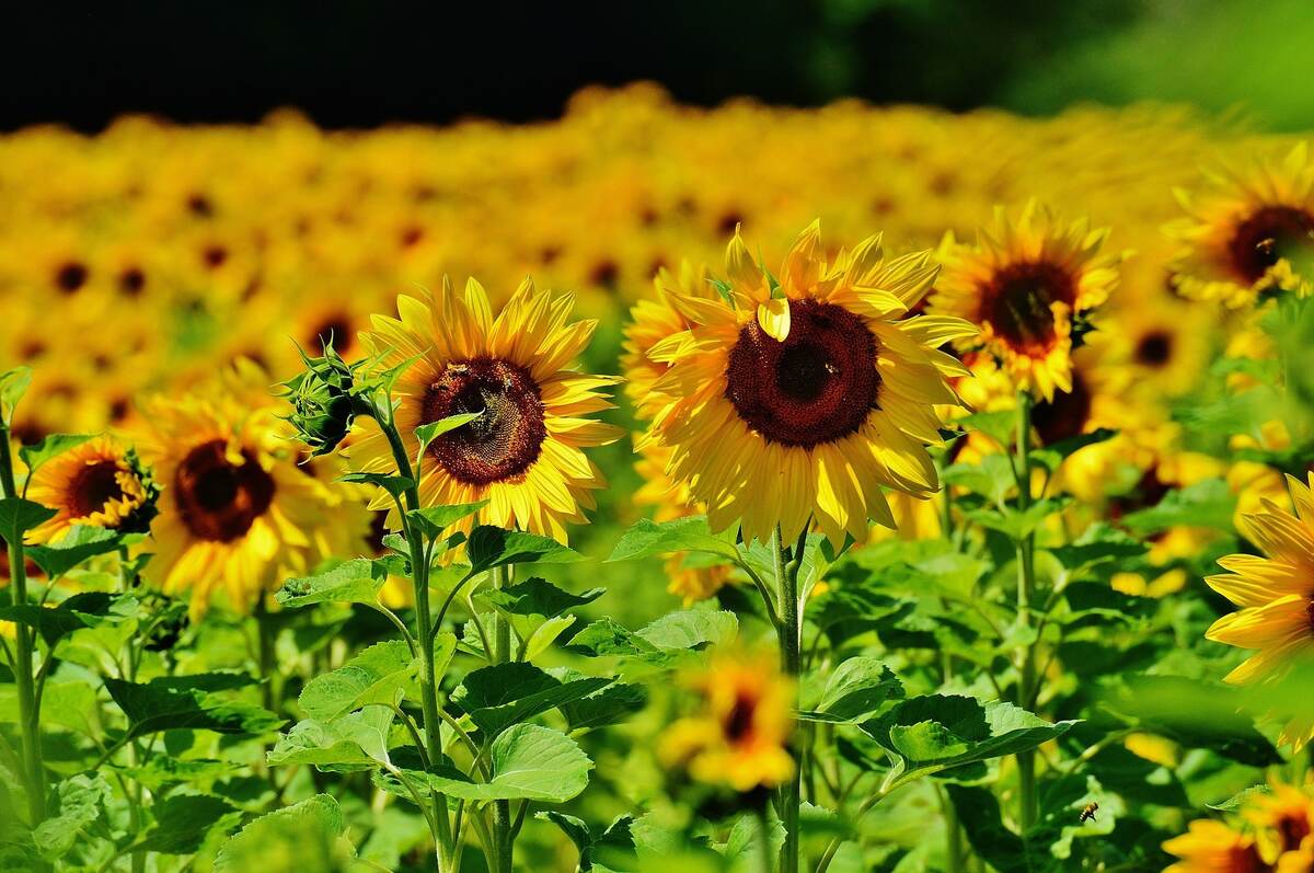 Where Can Sunflowers Be Found