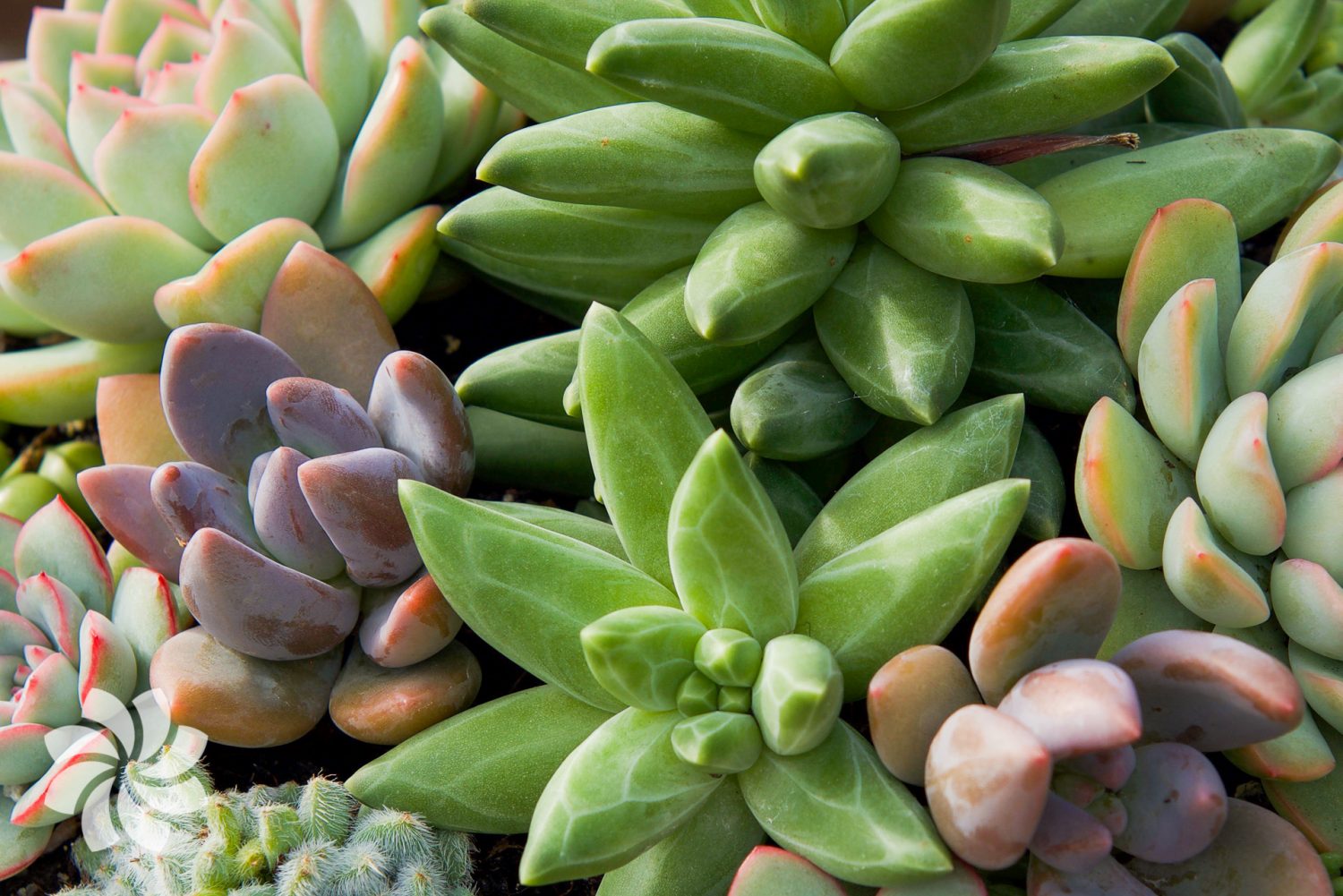 Where Did Succulents Come From