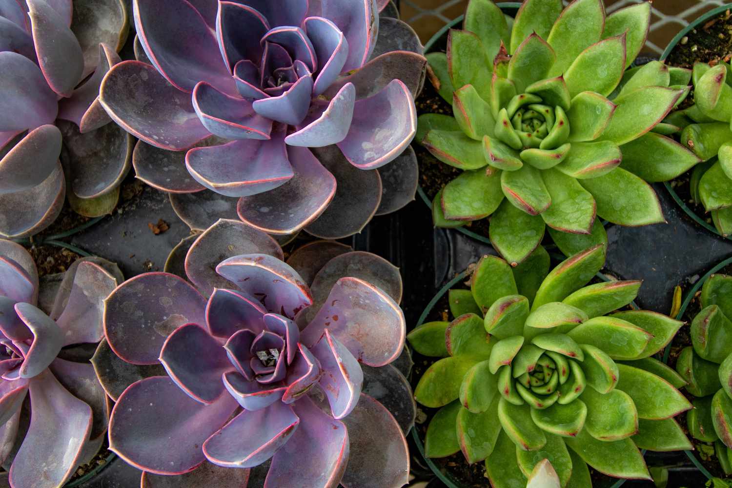 Where Do Succulents Store Water