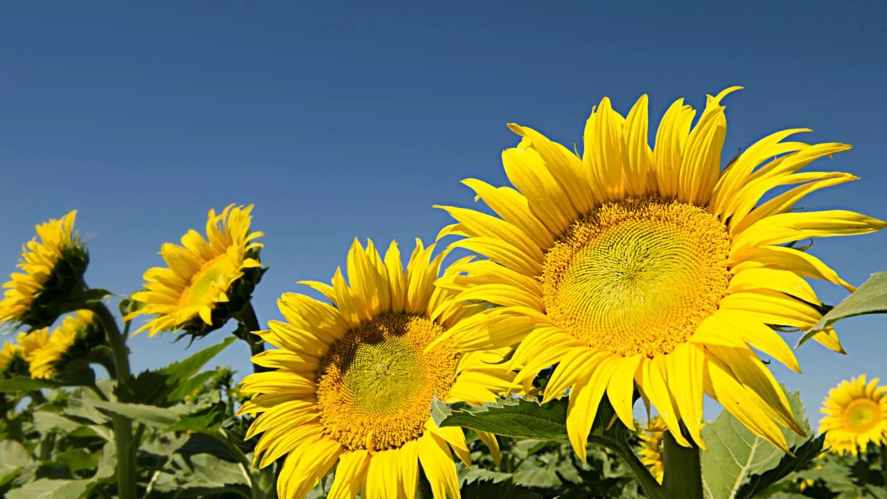 Where Do Sunflowers Face