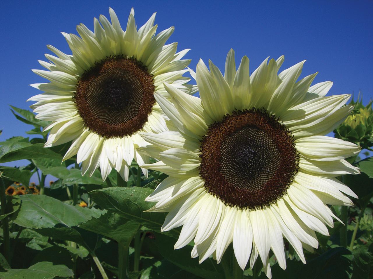 Where Do White Sunflowers Grow