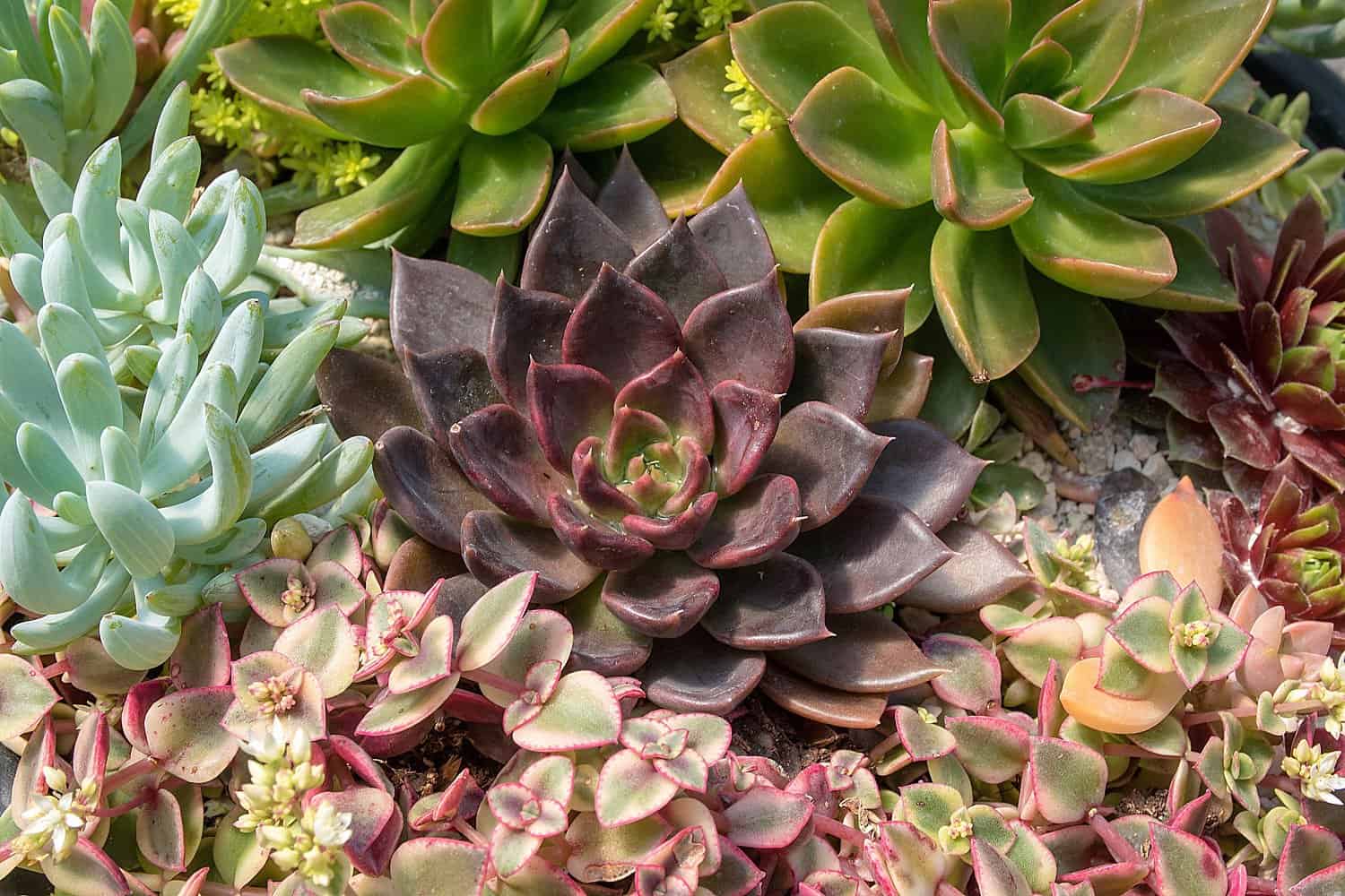 Where To Buy Cheap Succulents