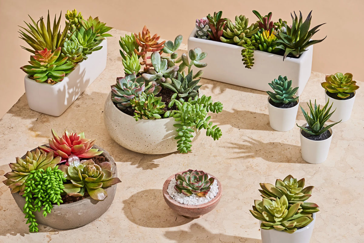 Where To Buy Cheap Succulents In Los Angeles