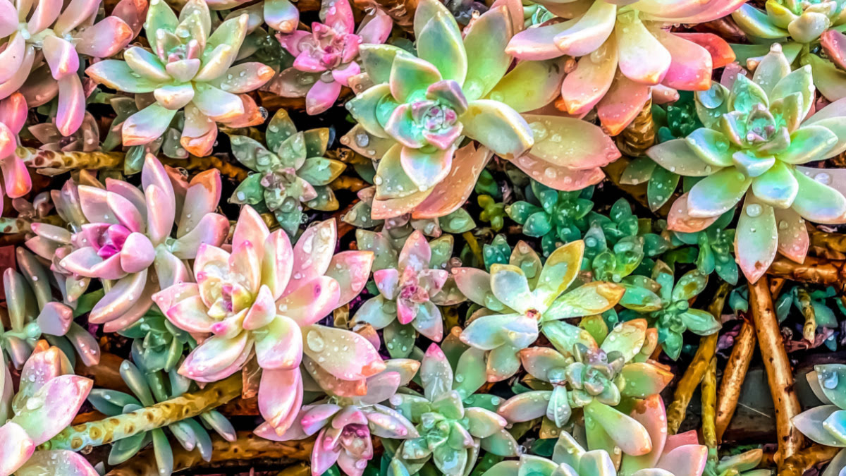 Where To Buy Colored Succulents