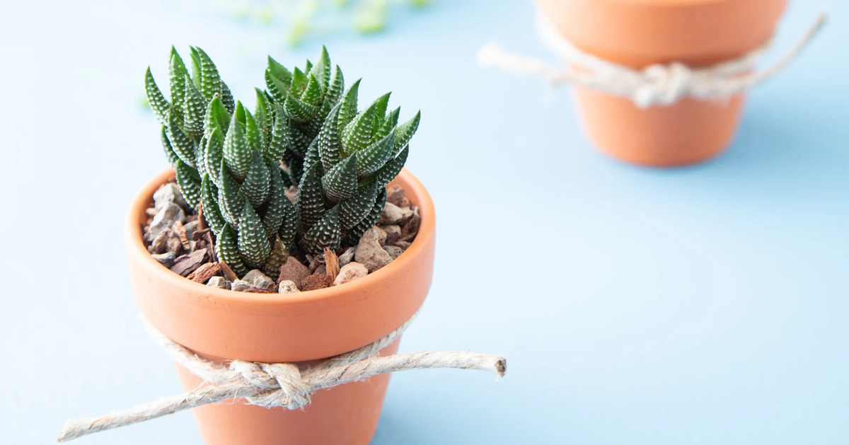 Where To Buy Small Succulents