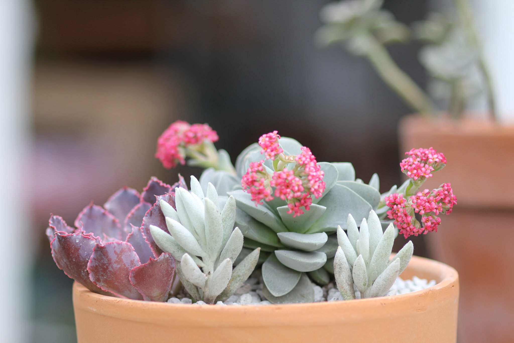 Where To Buy Succulents In Houston