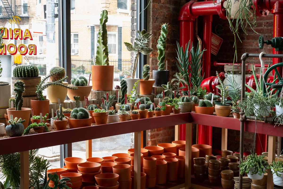 Where To Buy Succulents In NYC