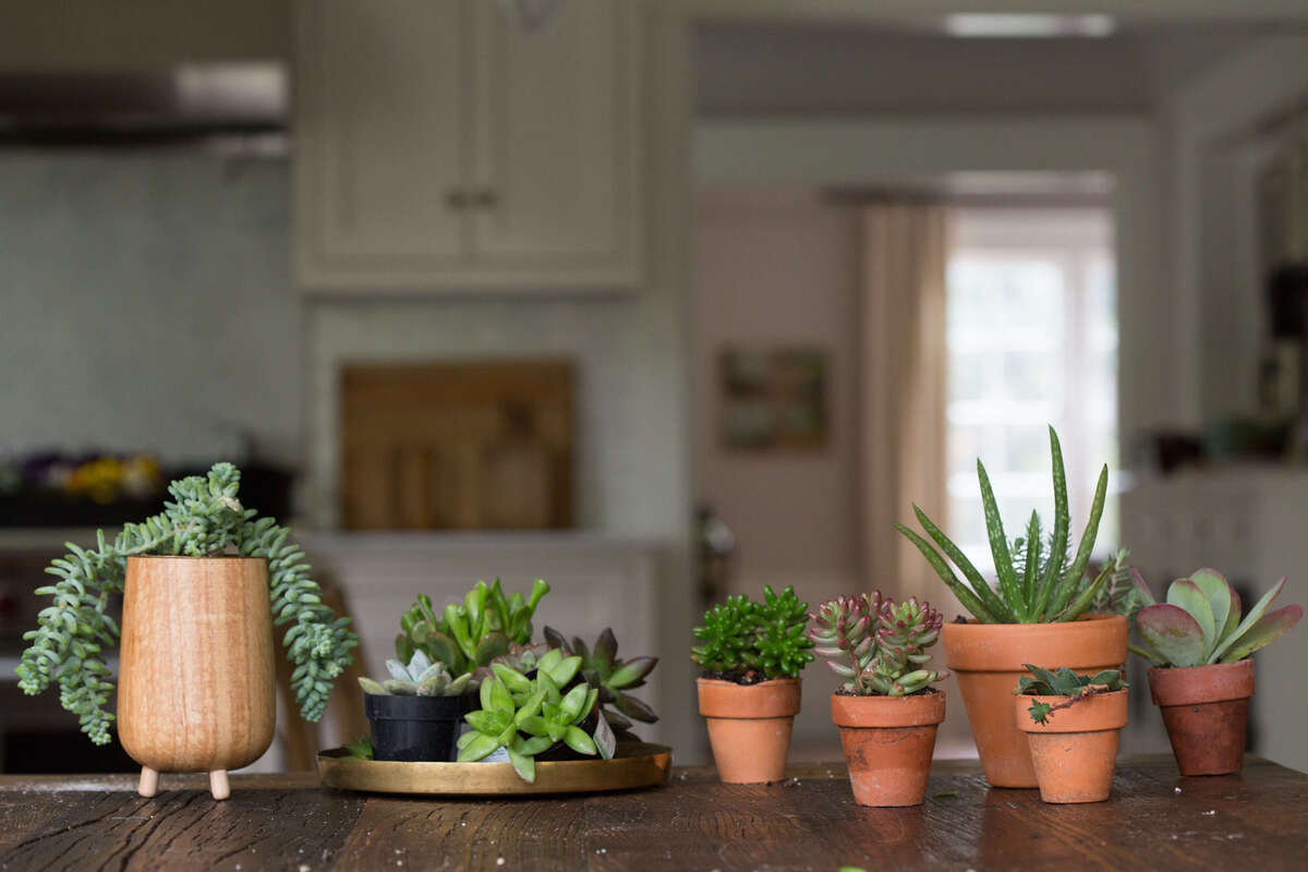 Where To Keep Succulents