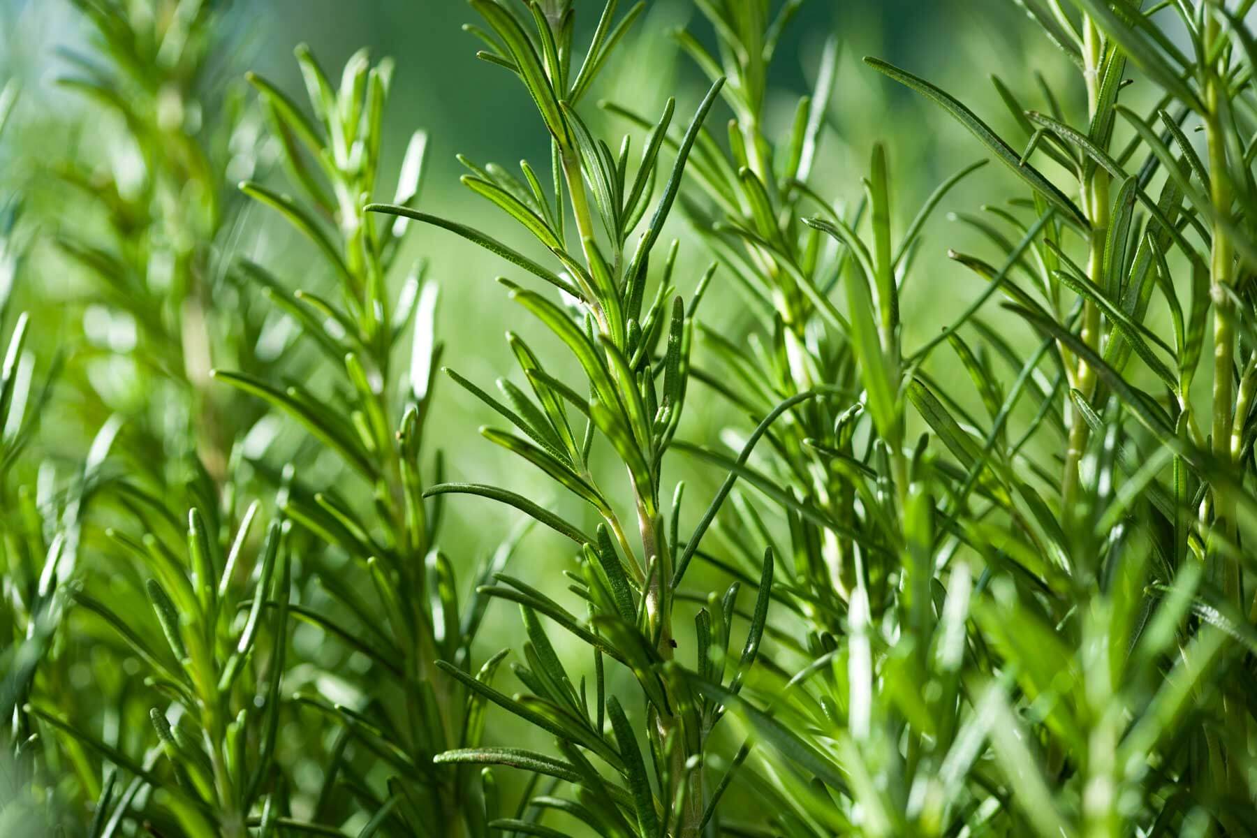 Where To Plant A Rosemary?