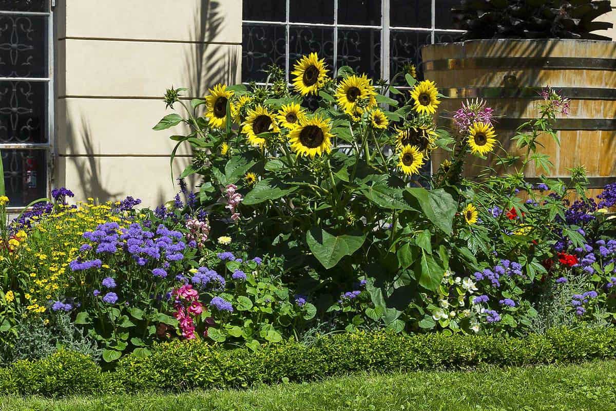 Where To Plant Sunflowers