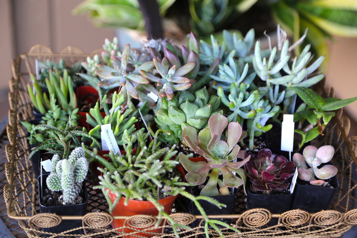 Where To Purchase Succulents