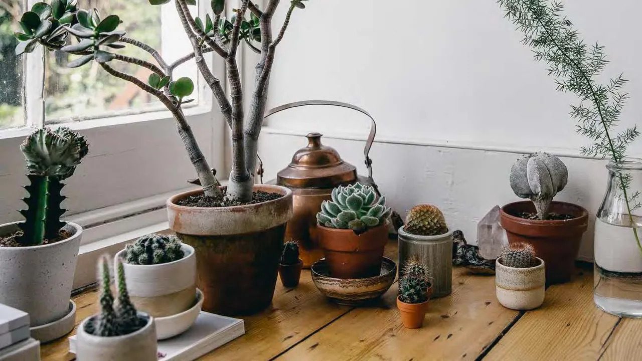 Where To Put Succulents Indoors