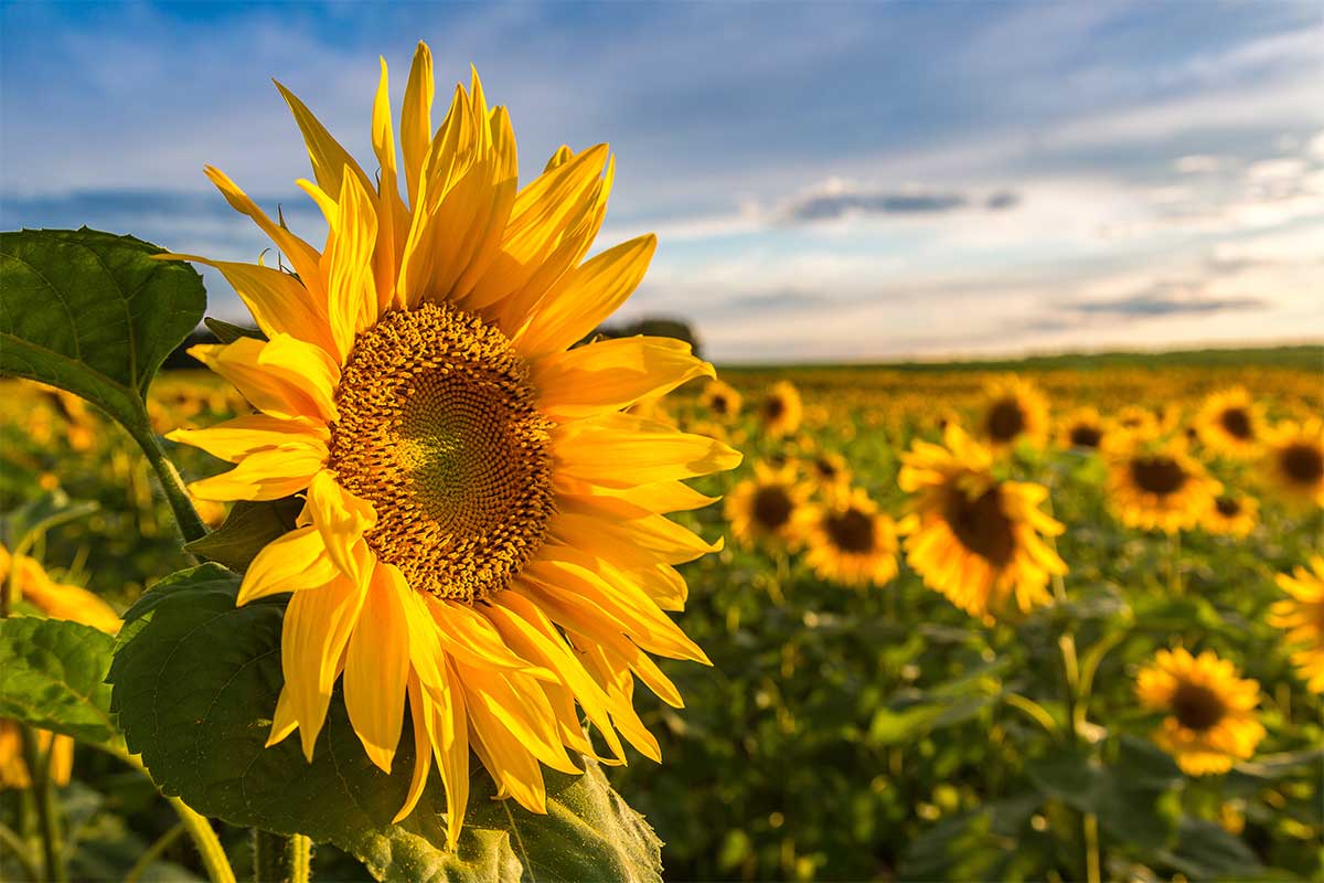 Where To See Sunflowers