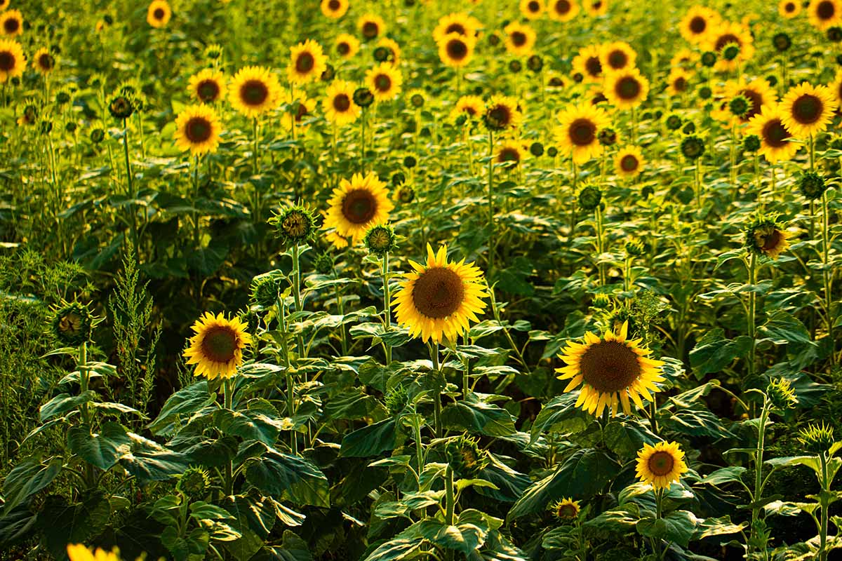 Which State Grows The Most Sunflowers