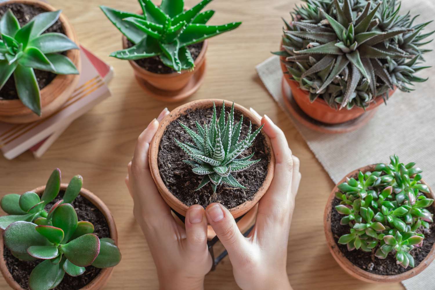 Which Succulents Are Good For Indoors