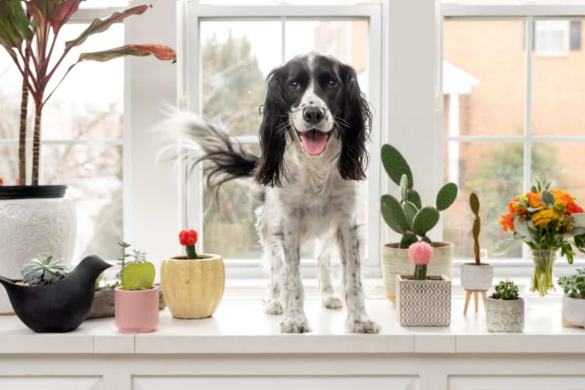 Which Succulents Are Poisonous To Dogs