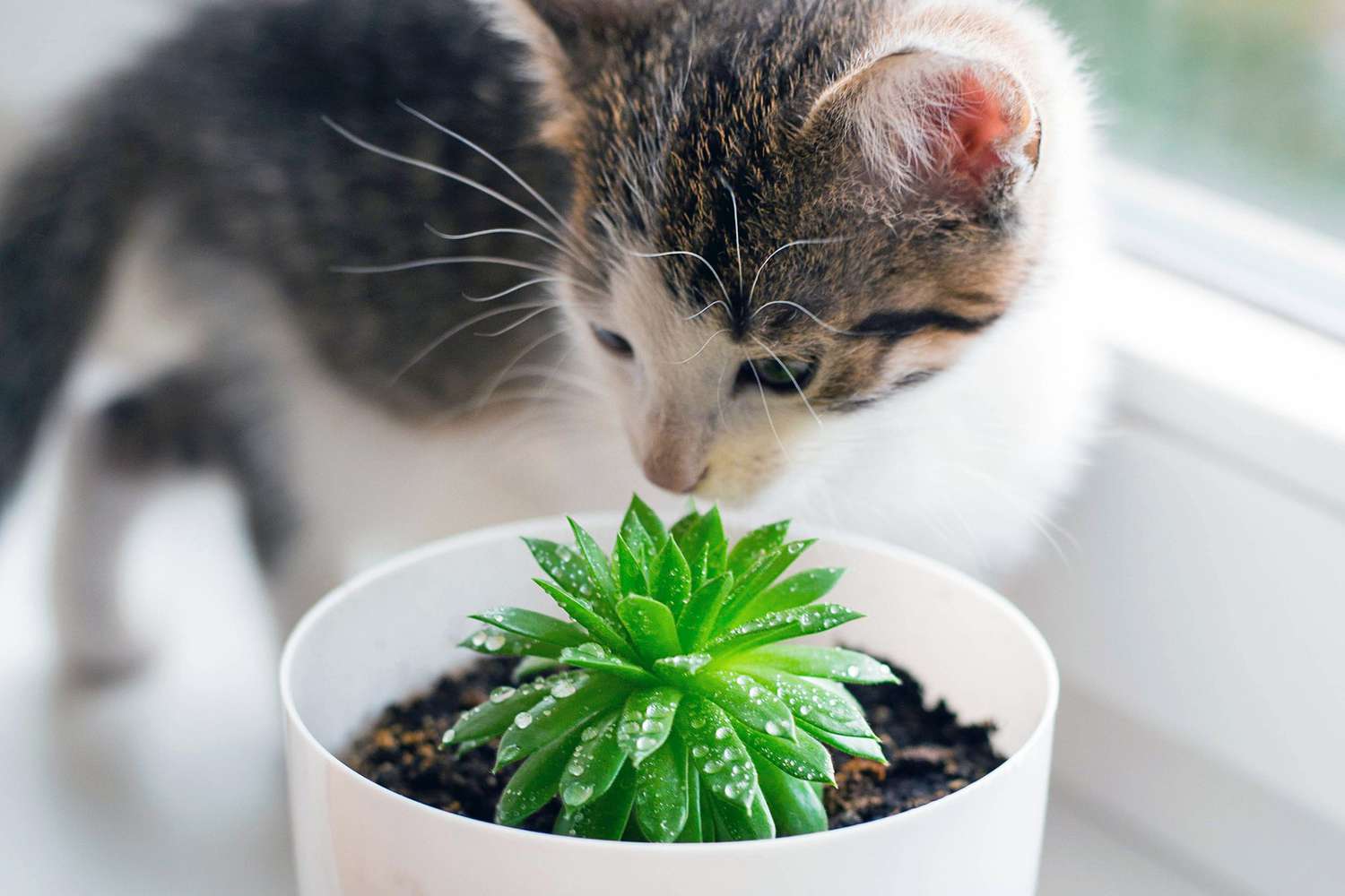 Which Succulents Are Toxic To Cats