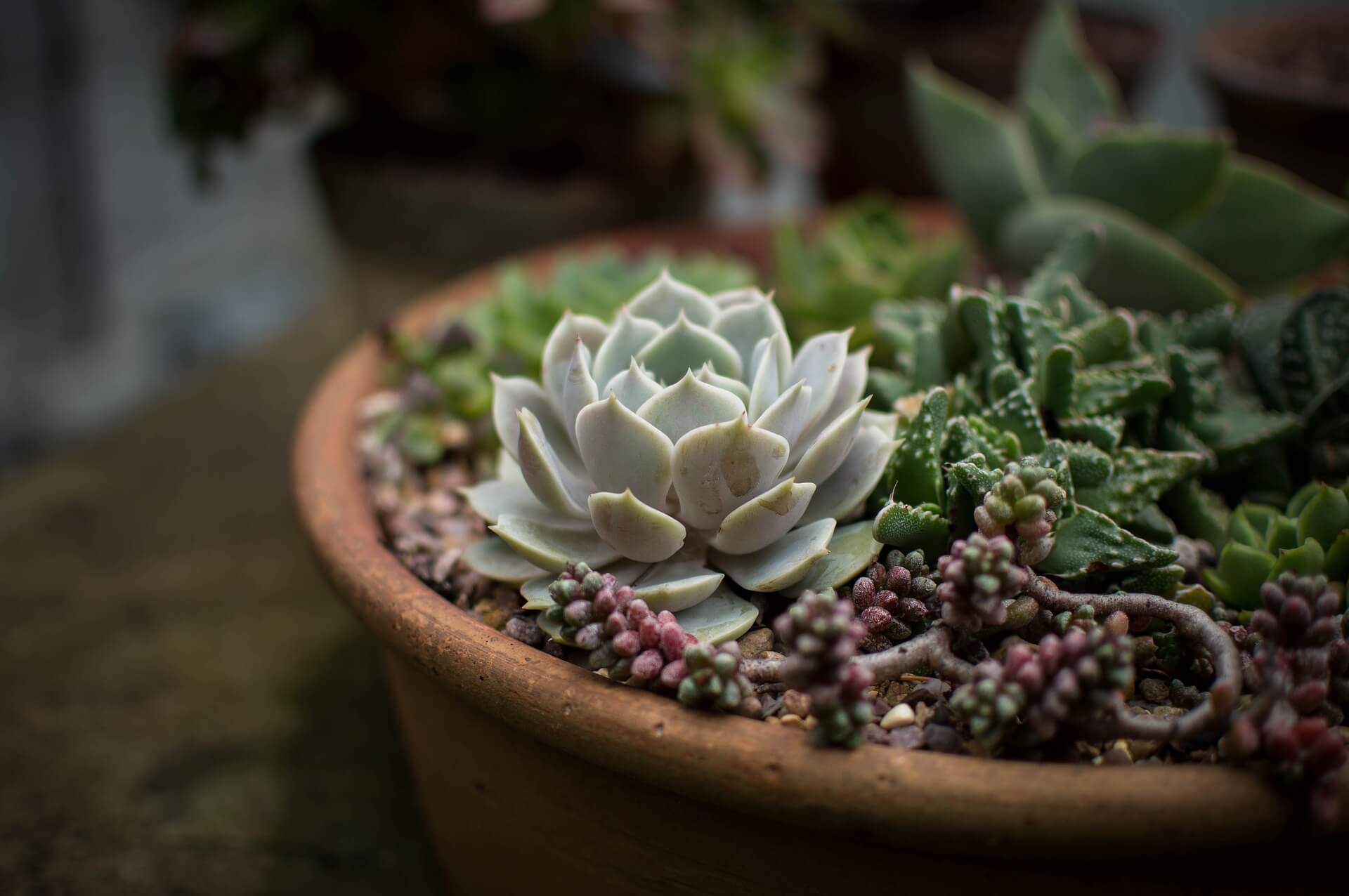 Which Succulents Can Be Planted Together