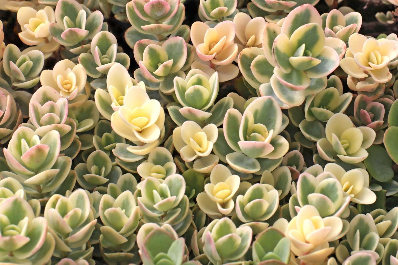 Which Succulents Can Survive Winter