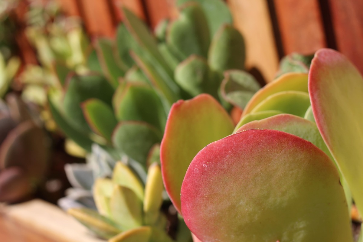 Which Succulents Like Full Sun