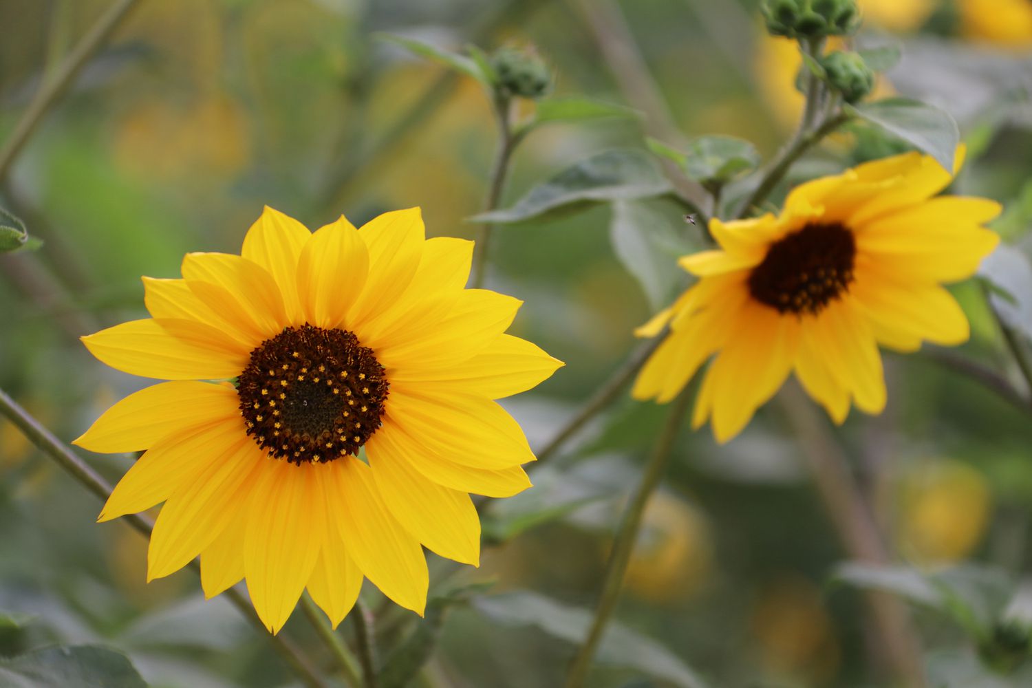 Which Sunflowers Are Perennial
