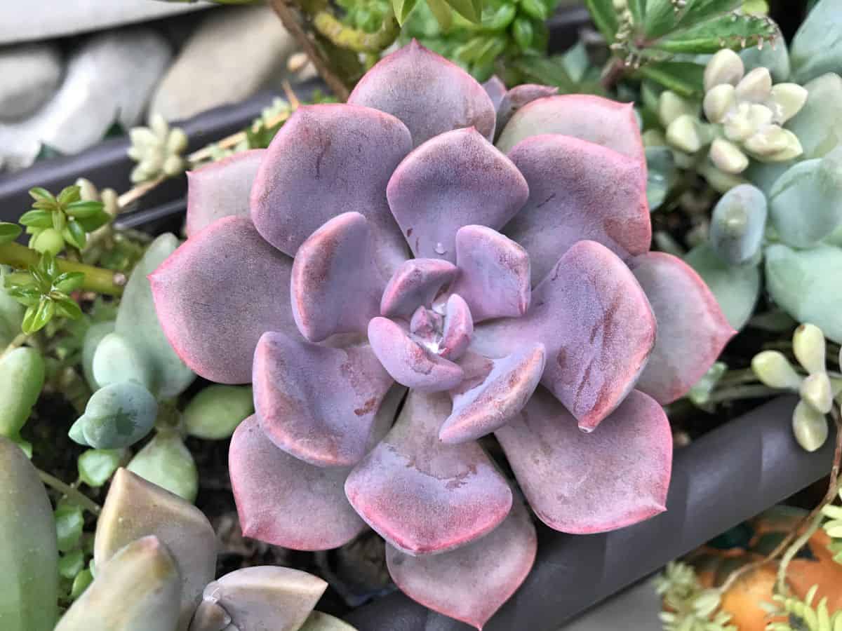 Why Are My Succulents Turning Purple