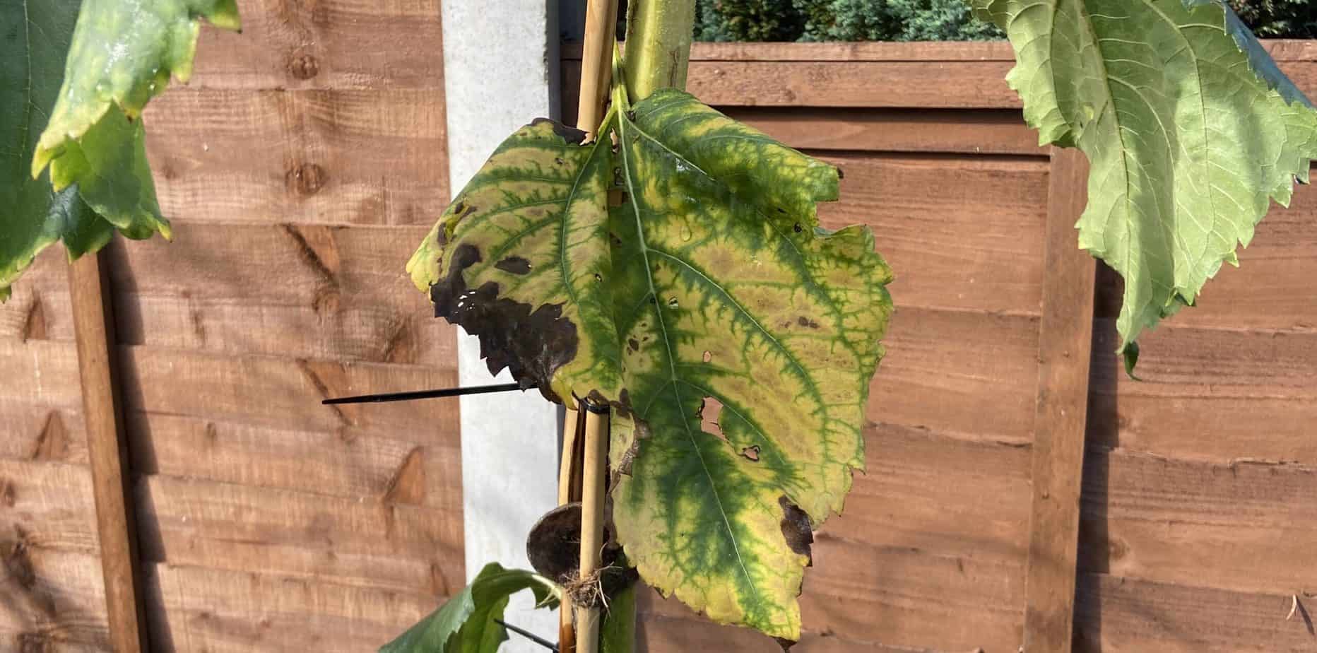 Why Are My Sunflowers Leaves Turning Yellow