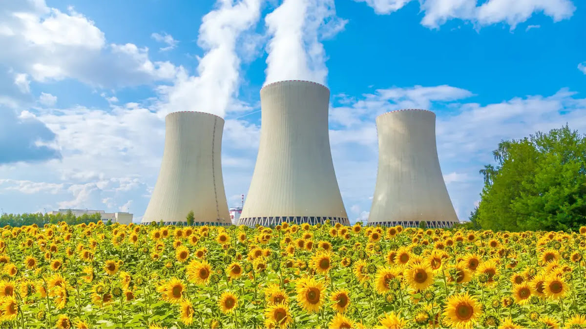 Why Are Sunflowers Planted In Nuclear-Affected Areas