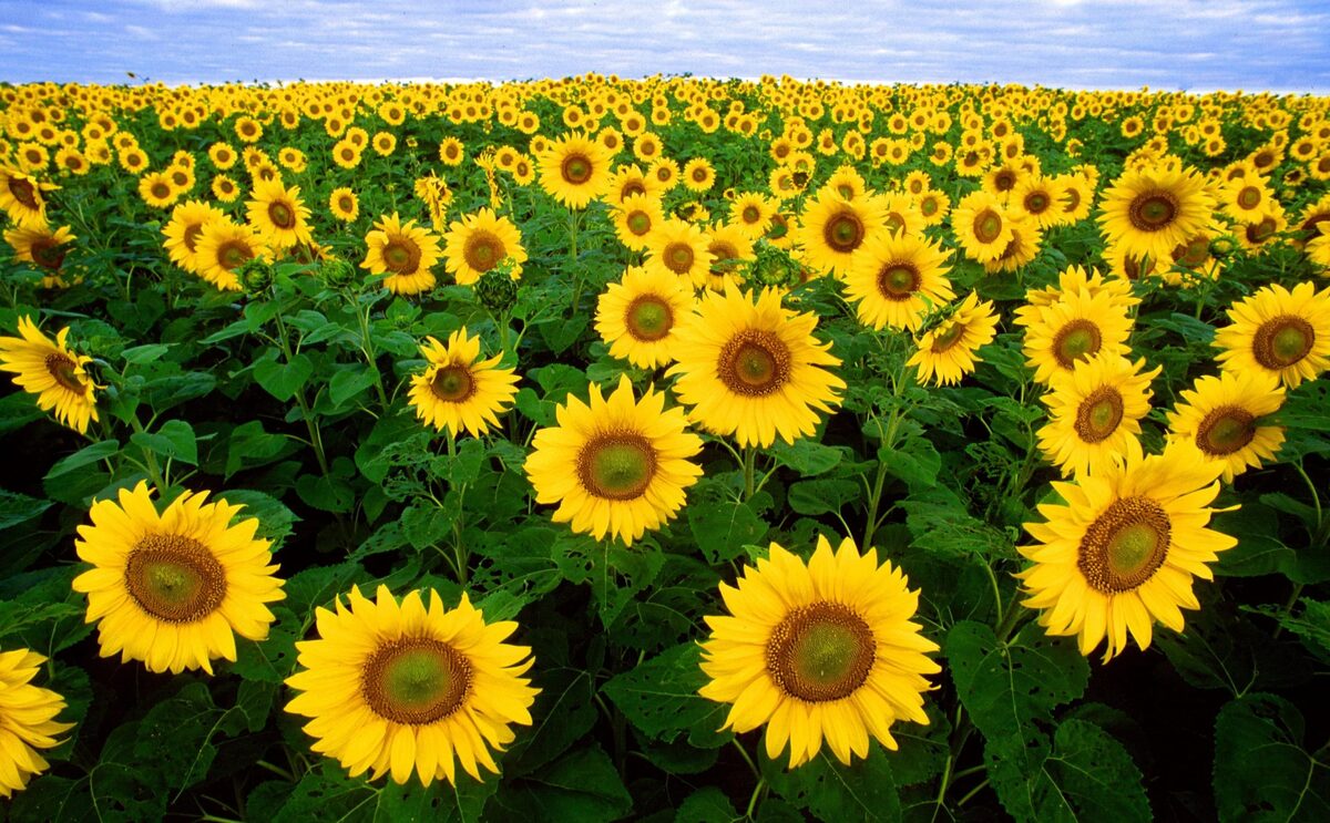 Why Do Farmers Plant Sunflowers