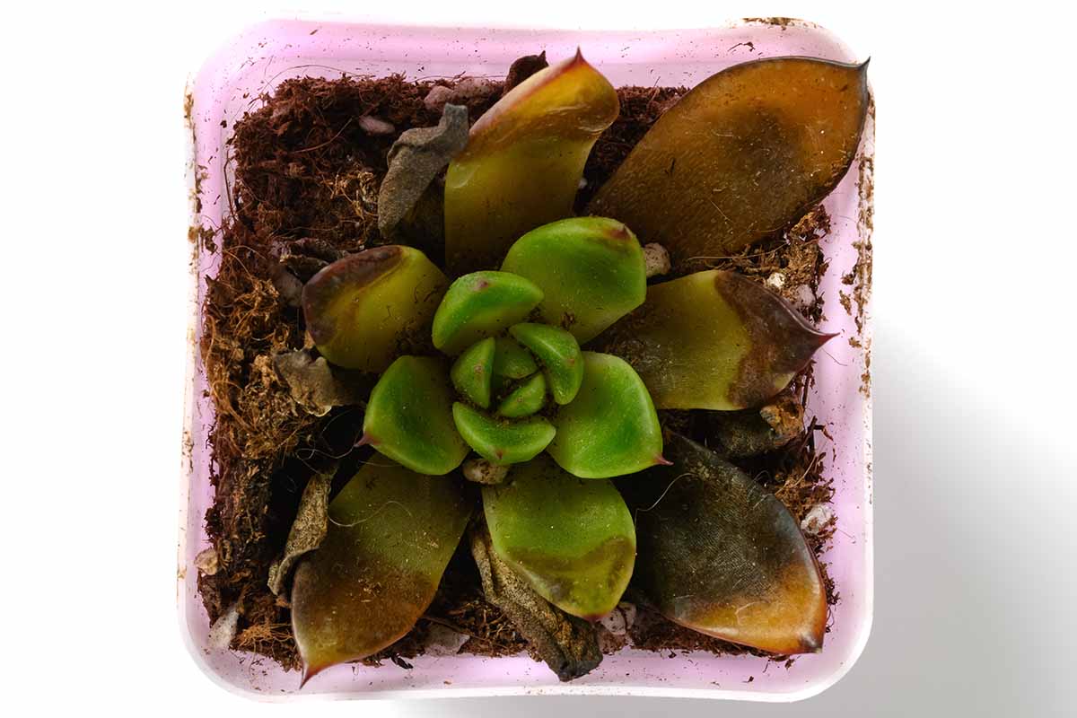 Why Do Succulents Rot