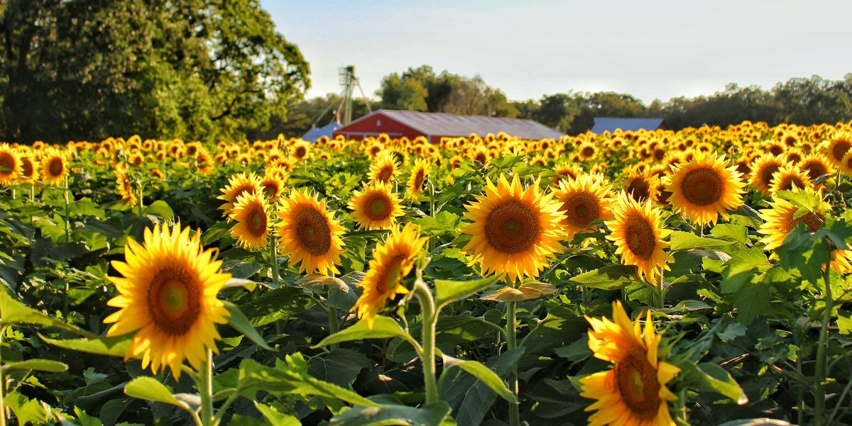 Why Plant Sunflowers