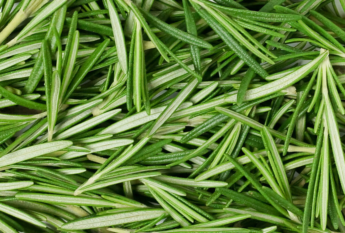 What Is Rosemary Leaves Good For
